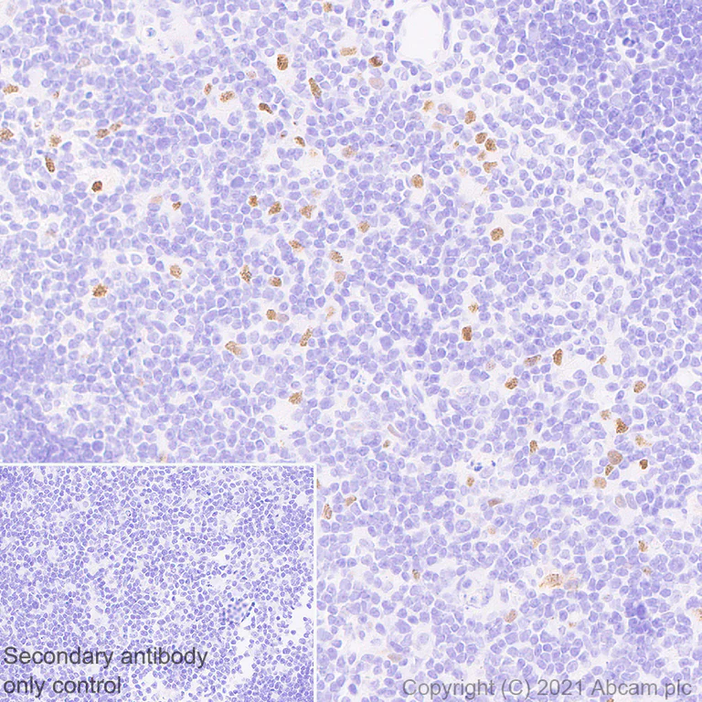 Immunohistochemistry (Formalin/PFA-fixed paraffin-embedded sections) - Anti-AIRE antibody [EPR24411-22] - BSA and Azide free (AB283663)