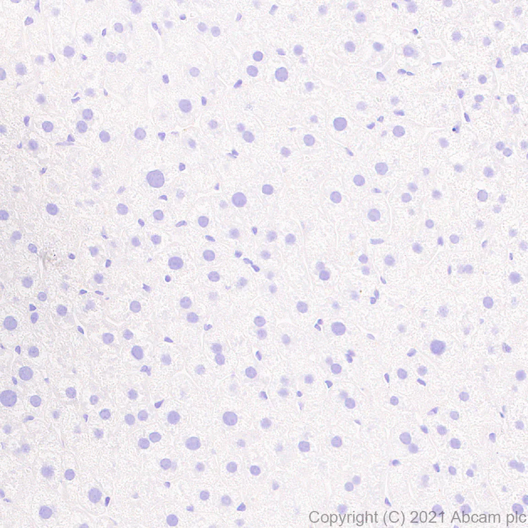 Immunohistochemistry (Formalin/PFA-fixed paraffin-embedded sections) - Anti-AIRE antibody [EPR24411-22] - BSA and Azide free (AB283663)