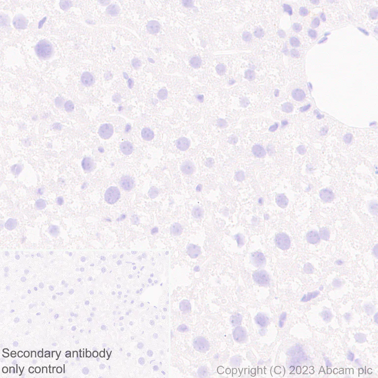 Immunohistochemistry (Formalin/PFA-fixed paraffin-embedded sections) - Anti-AIRE antibody [EPR28045-139] - BSA and Azide free (AB315165)