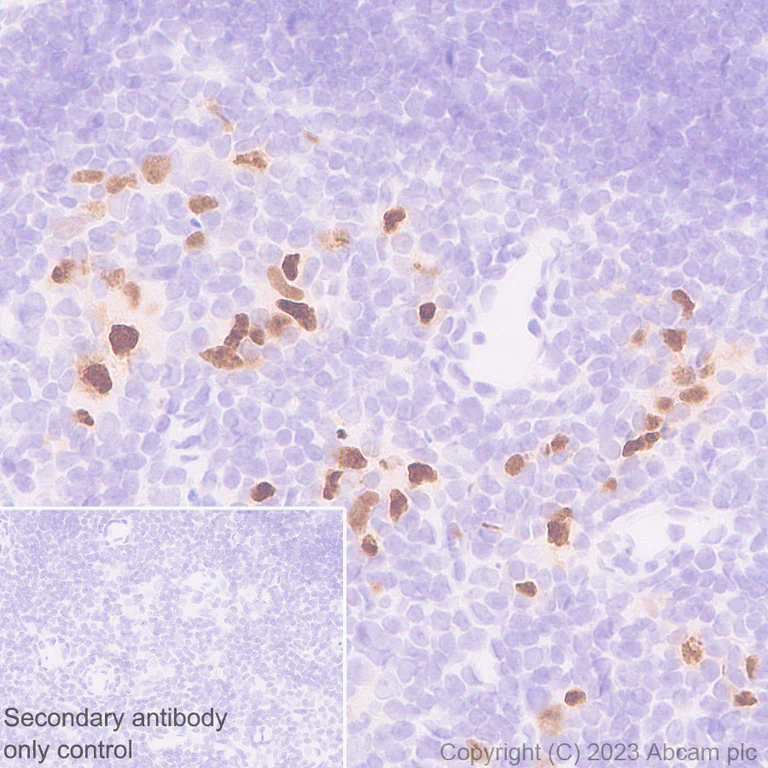 Immunohistochemistry (Formalin/PFA-fixed paraffin-embedded sections) - Anti-AIRE antibody [EPR28045-139] - BSA and Azide free (AB315165)