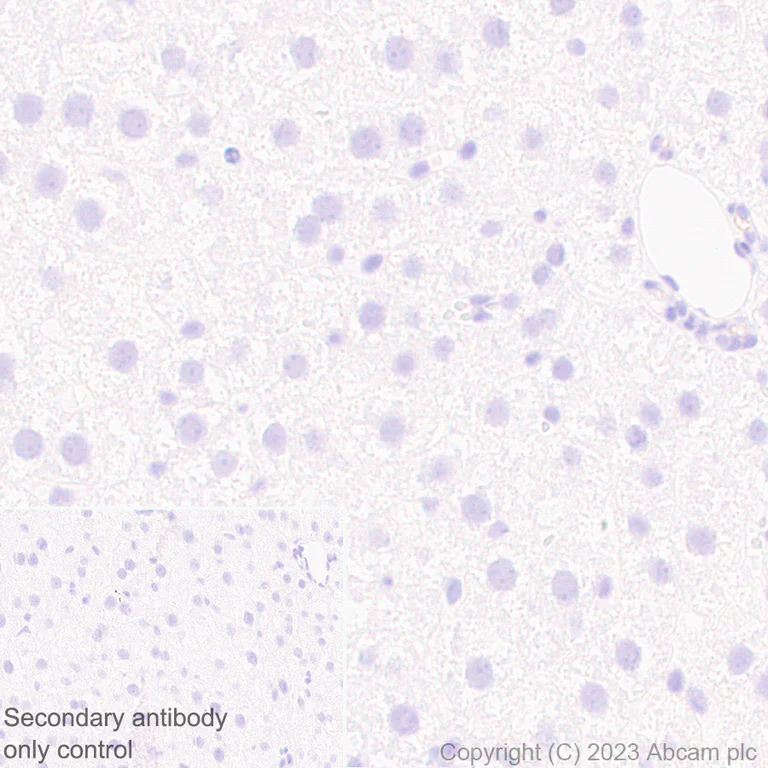 Immunohistochemistry (Formalin/PFA-fixed paraffin-embedded sections) - Anti-AIRE antibody [EPR28045-139] - BSA and Azide free (AB315165)