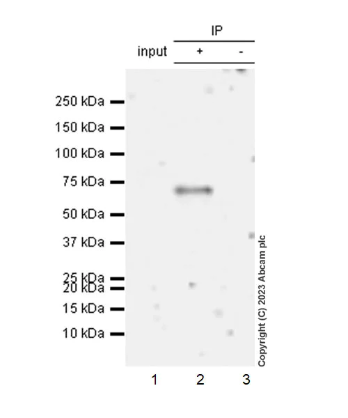 Immunoprecipitation - Anti-AIRE antibody [EPR28045-139] - BSA and Azide free (AB315165)