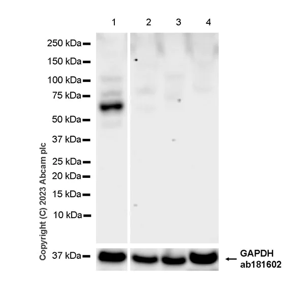 Western blot - Anti-AIRE antibody [EPR28045-139] - BSA and Azide free (AB315165)