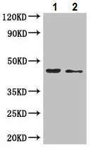 Western blot - Anti-AJAP1 antibody (AB223117)