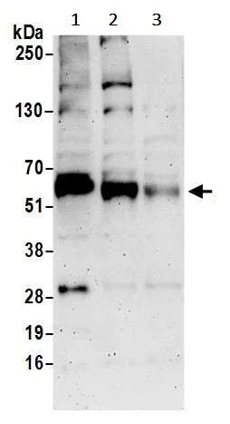 Western blot - Anti-Ajuba antibody (AB241957)