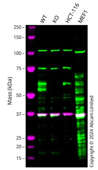 Western blot - Anti-Ajuba antibody (AB244285)