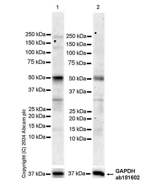 Western blot - Anti-Ajuba antibody [EPR27503-126] (AB316197)