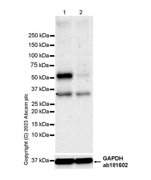 Western blot - Anti-Ajuba antibody [EPR27503-126] - BSA and Azide free (AB316198)