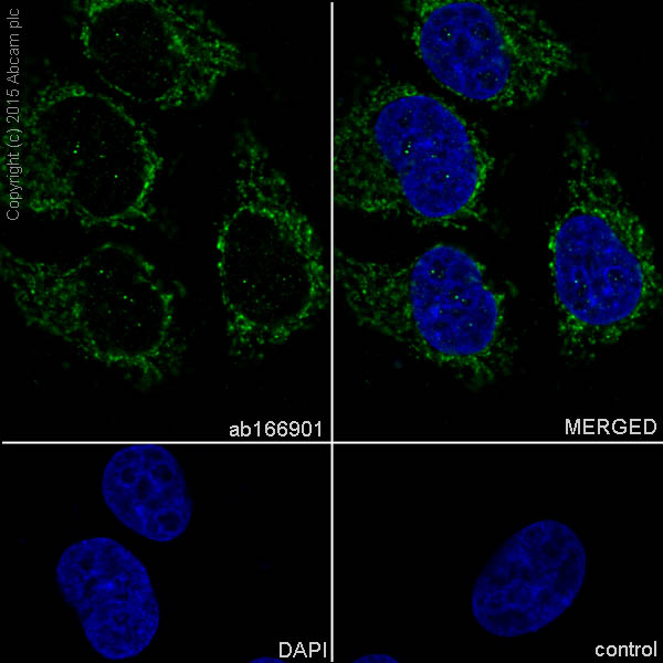Immunocytochemistry/ Immunofluorescence - Anti-AK2 antibody [EPR11388(B)] - BSA and Azide free (AB249383), expandable thumbnail