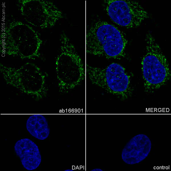 Immunocytochemistry/ Immunofluorescence - Anti-AK2 antibody [EPR11388(B)] - BSA and Azide free (AB249383)