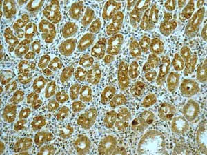 Immunohistochemistry (Formalin/PFA-fixed paraffin-embedded sections) - Anti-AK2 antibody [EPR11388(B)] - BSA and Azide free (AB249383)