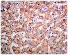 Immunohistochemistry (Formalin/PFA-fixed paraffin-embedded sections) - Anti-AK3L1 antibody [EPR7678] (AB131327)