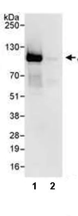 Immunoprecipitation - Anti-AKAP 95 antibody (AB72196)