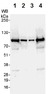 Western blot - Anti-AKAP 95 antibody (AB72196)