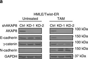 Western blot - Anti-AKAP 95 antibody (AB72196)