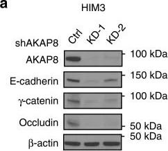 Western blot - Anti-AKAP 95 antibody (AB72196)