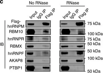 Western blot - Anti-AKAP 95 antibody (AB72196)