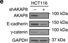 Western blot - Anti-AKAP 95 antibody (AB72196)
