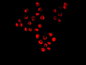 Immunocytochemistry/ Immunofluorescence - Anti-AKAP 95 antibody [EPR8978(B)] (AB134923), expandable thumbnail