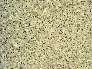 Immunohistochemistry (Formalin/PFA-fixed paraffin-embedded sections) - Anti-AKAP 95 antibody [EPR8978(B)] (AB134923)