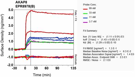 OI-RD Scanning - Anti-AKAP 95 antibody [EPR8978(B)] (ab134923), expandable thumbnail