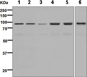 Western blot - Anti-AKAP 95 antibody [EPR8978(B)] (AB134923)