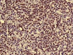 Immunohistochemistry (Formalin/PFA-fixed paraffin-embedded sections) - Anti-AKAP 95 antibody [EPR8978(B)] - BSA and Azide free (AB248732)