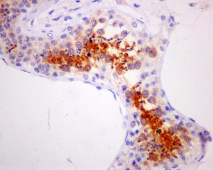 Immunohistochemistry (Formalin/PFA-fixed paraffin-embedded sections) - Anti-AKAP associated Sperm Protein/ROPN1L antibody [EPR11266(B)] - BSA and Azide free (AB249759)