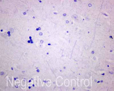 Immunohistochemistry (Formalin/PFA-fixed paraffin-embedded sections) - Anti-AKAP associated Sperm Protein/ROPN1L antibody [EPR11266(B)] - BSA and Azide free (AB249759)