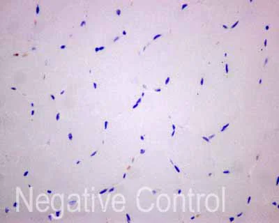 Immunohistochemistry (Formalin/PFA-fixed paraffin-embedded sections) - Anti-AKAP associated Sperm Protein/ROPN1L antibody [EPR11266(B)] - BSA and Azide free (AB249759)