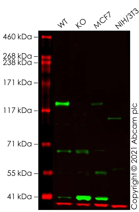 Western blot - Anti-AKAP1 antibody [EPR10518] (AB156004)