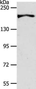 Western blot - Anti-AKAP12 antibody - C-terminal (AB198895)