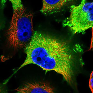 Immunocytochemistry/ Immunofluorescence - Anti-AKAP12 antibody - C-terminal (AB204559)