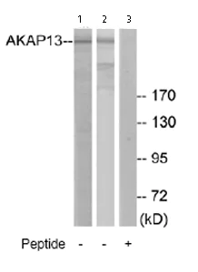 Western blot - Anti-AKAP13/p47 antibody (AB74048)