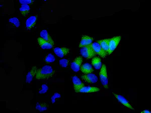 Immunocytochemistry/ Immunofluorescence - Anti-AKAP14 antibody [EPR12955] - BSA and Azide free (AB250165)