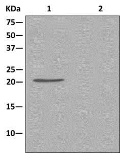 Immunoprecipitation - Anti-AKAP14 antibody [EPR12955] - BSA and Azide free (AB250165)