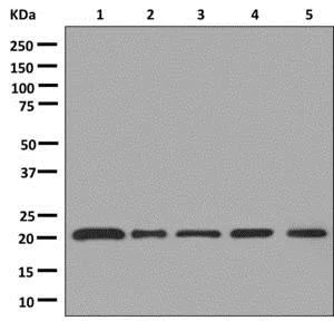 Western blot - Anti-AKAP14 antibody [EPR12955] - BSA and Azide free (AB250165)
