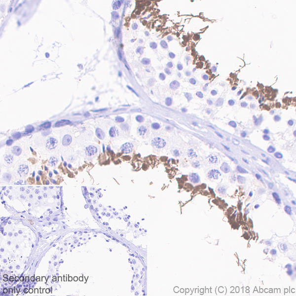 Immunohistochemistry (Formalin/PFA-fixed paraffin-embedded sections) - Anti-AKAP4 antibody [EPR21123] (AB230954)