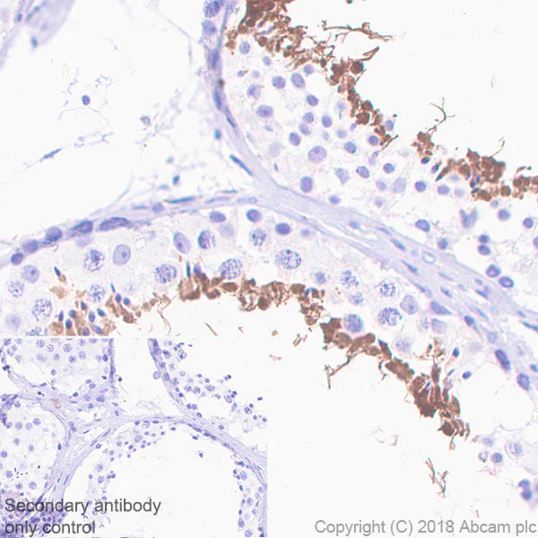 Immunohistochemistry (Formalin/PFA-fixed paraffin-embedded sections) - Anti-AKAP4 antibody [EPR21123] (AB230954)