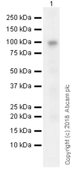 Western blot - Anti-AKAP4 antibody [EPR21123] (AB230954)