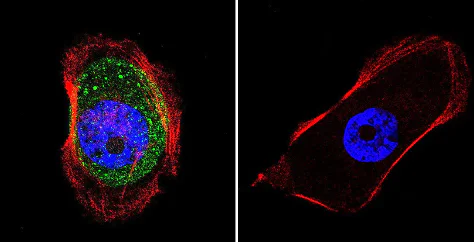 Immunocytochemistry - Anti-AKAP9 antibody [17G10] (AB32679)