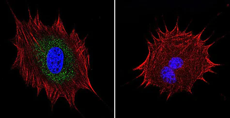 Immunocytochemistry - Anti-AKAP9 antibody [17G10] (AB32679)