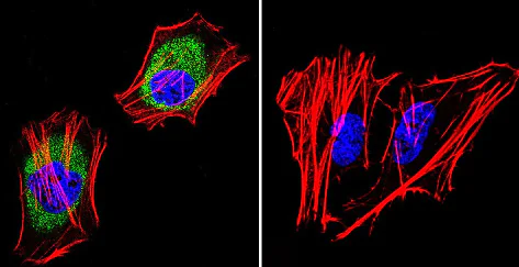 Immunocytochemistry - Anti-AKAP9 antibody [17G10] (AB32679)