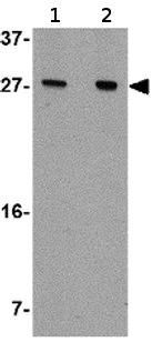 Western blot - Anti-AKIRIN1 antibody (AB77075)