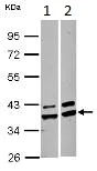 Western blot - Anti-AKR1A1 antibody (AB125878)