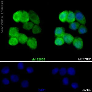 Immunocytochemistry/ Immunofluorescence - Anti-AKR1B10 antibody [EPR14421] (AB192865)