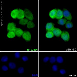 Immunocytochemistry/ Immunofluorescence - Anti-AKR1B10 antibody [EPR14421] - BSA and Azide free (AB232623), expandable thumbnail
