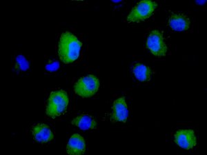 Immunocytochemistry/ Immunofluorescence - Anti-AKR1B10 antibody [EPR9767(B)] - BSA and Azide free (AB248881), expandable thumbnail