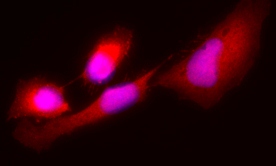 Immunocytochemistry/ Immunofluorescence - Anti-AKR1C1/AKR1C2 antibody [4B6AF3] (AB131375), expandable thumbnail