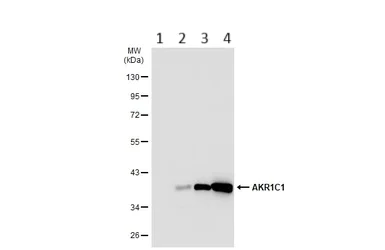 Western blot - Anti-AKR1C1/AKR1C2 antibody (AB96087)